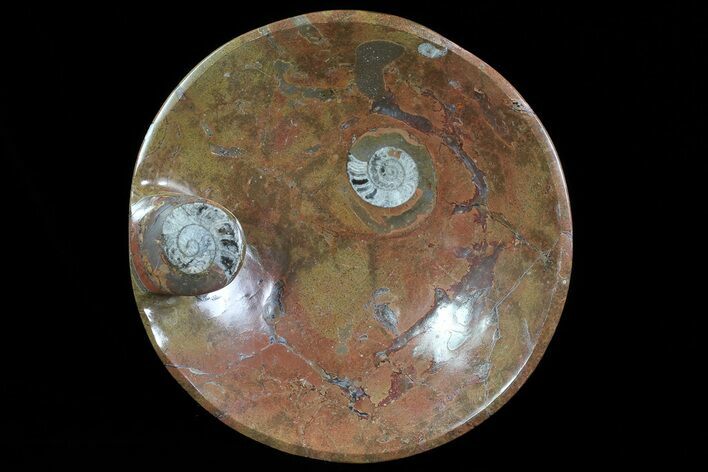 Bargain, Fossil Goniatite Bowl - Stoneware #73759